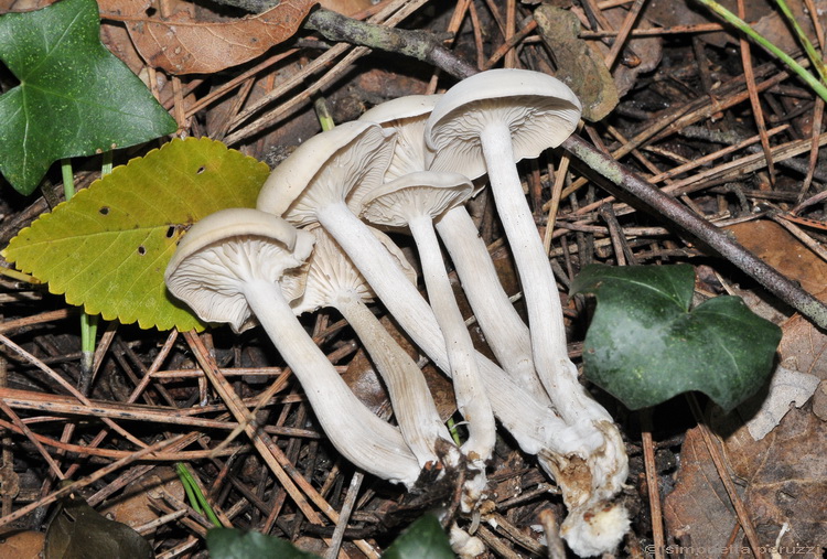 Clitocybe sp.